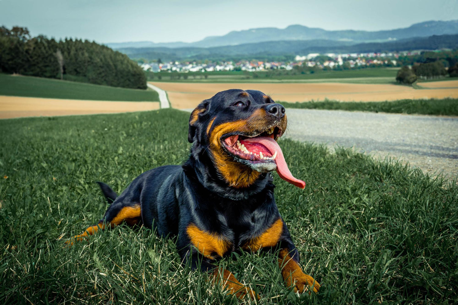 Giant Breeds